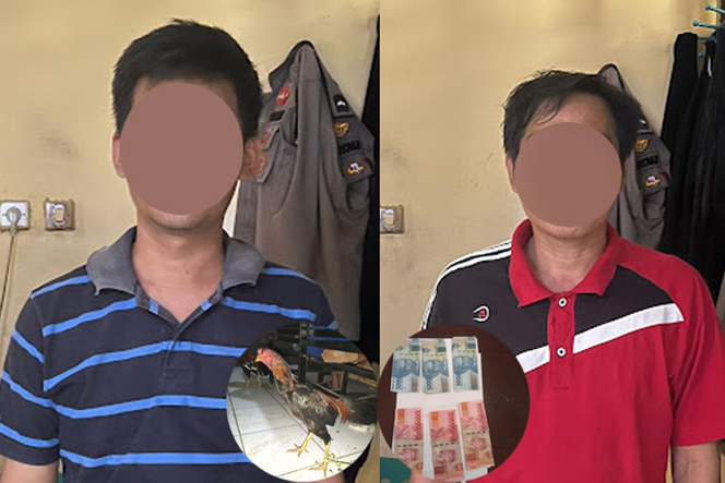 Gegara Judi Sabung Ayam Dua Warga Arga Makmur Diamankan Polisi