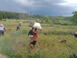 Diserang Hama, Petani Gabah di Desa Kalbang dan Taba Baru Nyaris Gagal Panen