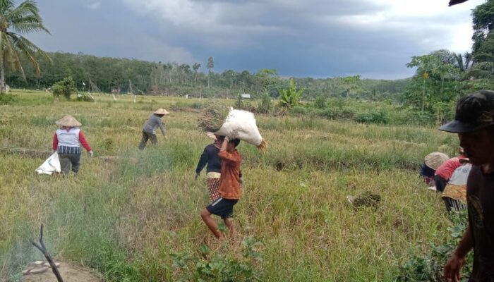 Diserang Hama, Petani Gabah di Desa Kalbang dan Taba Baru Nyaris Gagal Panen