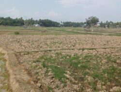 Irigasi Jebol, Petani Gagal Tanam Sawah
