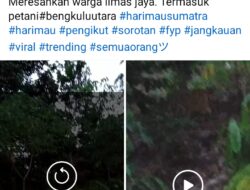 Viral Video Kemunculan Harimau Liar di Limas Jaya