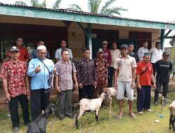 Sukseskan Ketahanan Pangan, Pemdes Samban Jaya Suplai Ternak Kambing ke Masyarakat