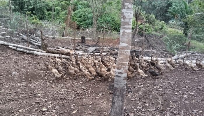 Tepis Tudingan Miring Soal Program Ketahanan Pangan, Retno : Dikerjakan Sesuai Aturan !