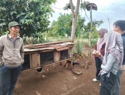 Bantah Tudingan Liar, Ketahanan Pangan Taba Baru Dinilai Produktif