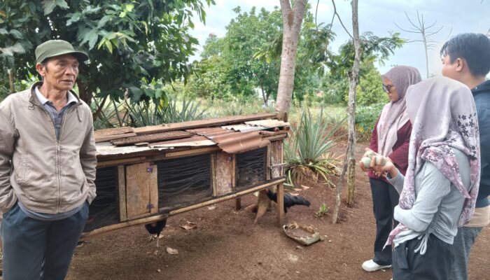 Bantah Tudingan Liar, Ketahanan Pangan Taba Baru Dinilai Produktif