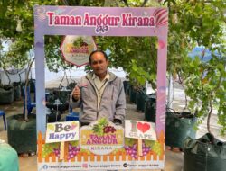 Ingin Petik Anggur, Kunjungi Taman Anggur Kirana ! 