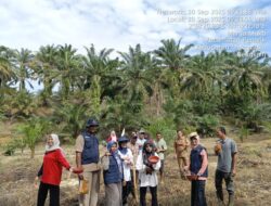 Dukung Ketahanan Pangan, Pemdes Marga Mukti Tanam Jagung