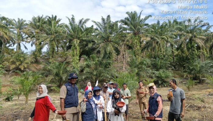 Dukung Ketahanan Pangan, Pemdes Marga Mukti Tanam Jagung