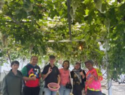 Turis Asal Belanda Kunjungi Taman Anggur Kirana
