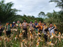 Sukseskan Program SaDeSahe, Panen Jagung Retes Nyaris Tembus Belasan Ton
