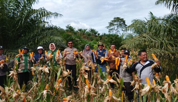 Sukseskan Program SaDeSahe, Panen Jagung Retes Nyaris Tembus Belasan Ton