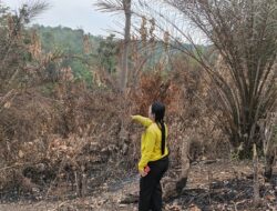 Kebun Sawit Dibakar Tetangga, IRT ini Lapor Polisi